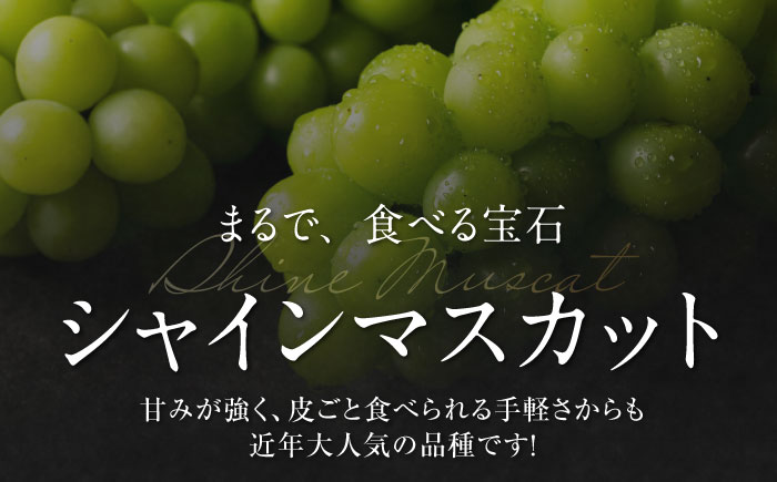 【全2回定期便】【数量限定】シャインマスカット＆紅まどんな 愛媛が誇るフルーツ2種の贅沢定期便 マスカット ぶどう まどんな みかん 果物 愛媛県大洲市/愛媛たいき農業協同組合[AGAO015]