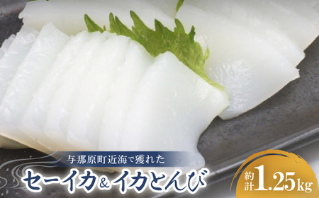 セーイカ1kg イカとんび250g お刺身用 約1.25kg【配送不可地域：離島】【1564534】