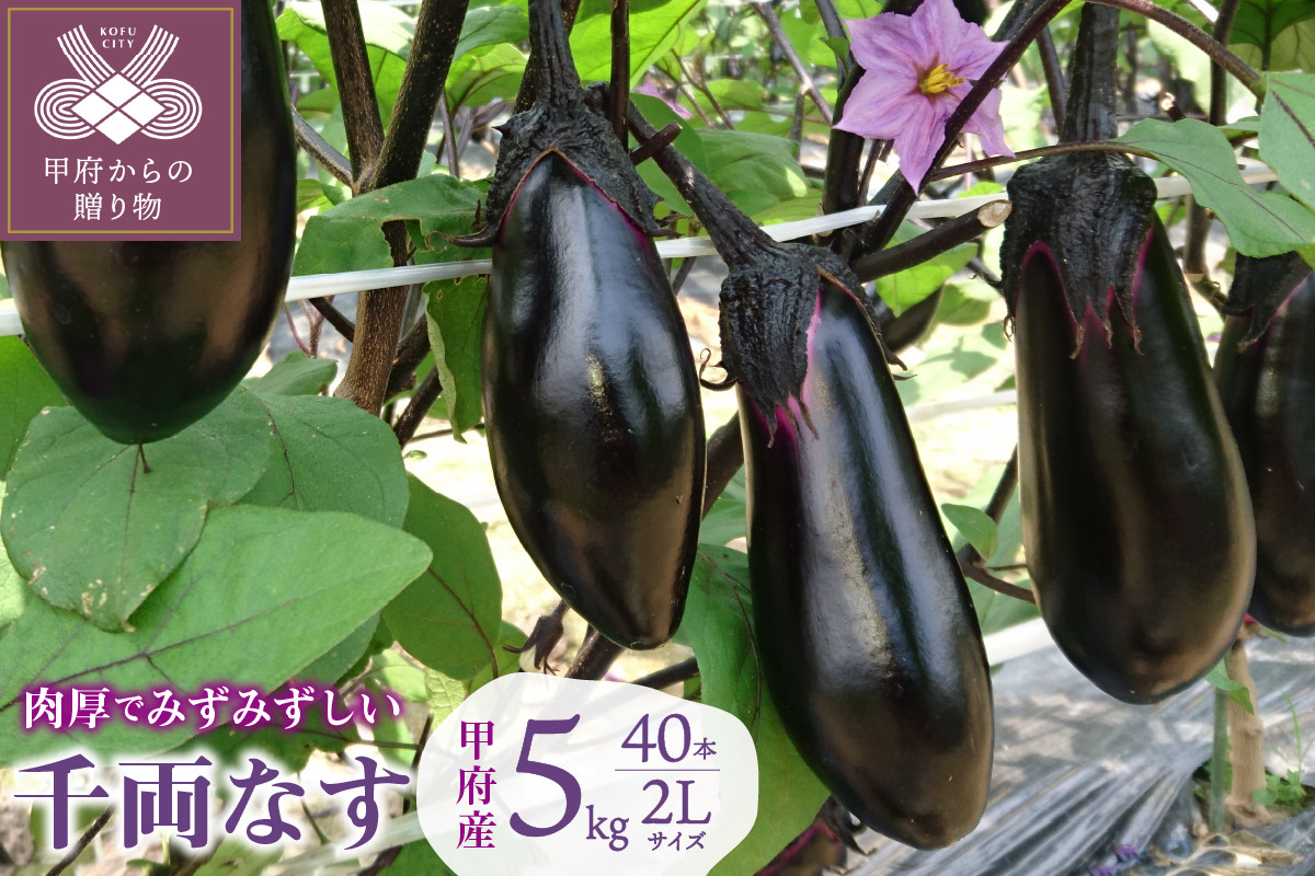 
                  なす(千両茄子) 5kg
                