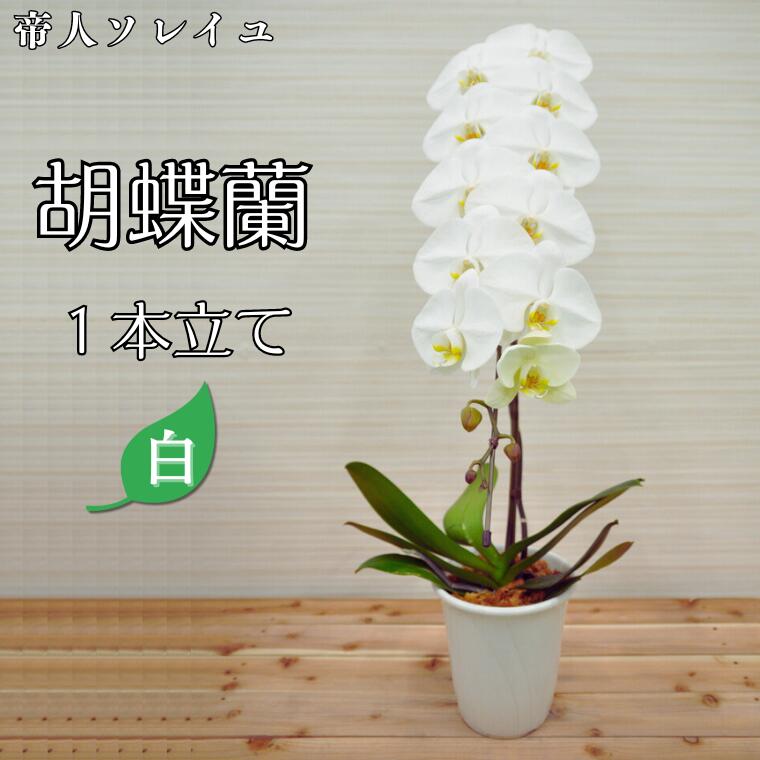 【ふるさと納税】【帝人ソレイユ】胡蝶蘭1本立て(白) 配送不可地域：離島 《30日以内に出荷予定(土日祝除く)》