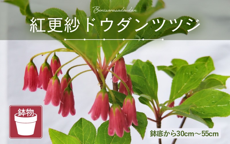 
                  【先行予約】紅更紗ドウダンツツジ（鉢物）45cm～60cm【2026年4月中旬以降順次発送予定】【つつじ ツツジ お花 花 はな フラワー 花 苗 植物 家庭菜園 花壇 プランター ガーデニング 観葉植物 園芸 鉢物 】 [m47-a010]
                