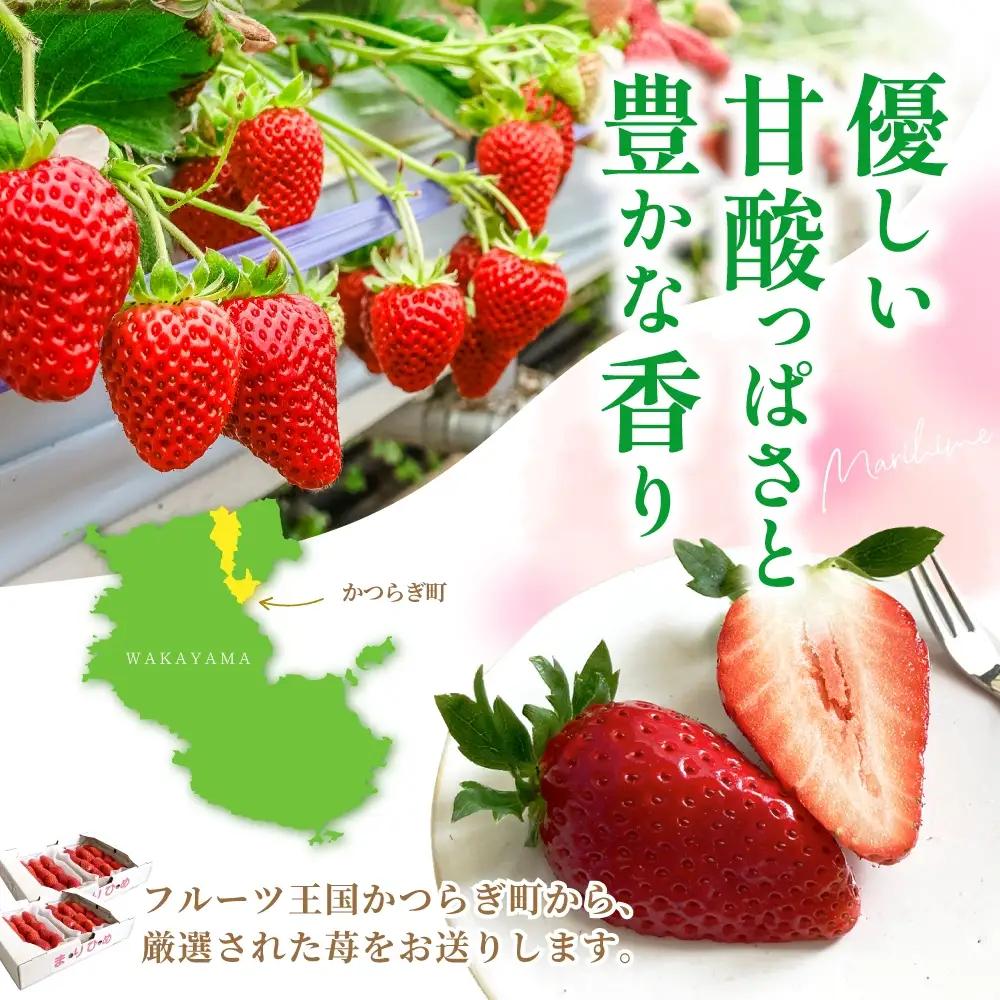 【先行予約】まりひめ いちご 12粒～15粒入り×4パック（1kg）2027年1月中旬頃～2027年3月下旬頃に順次発送予定（お届け日指定不可）/ いちご 苺 まりひめ 和歌山 フルーツ 果物 くだも