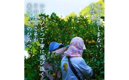  有田 みかん 秀品 サイズ混合 10kg / 有田みかん 温州みかん 甘い 秀品  和歌山 柑橘 10kg ※2025年11月～2026年3月上旬に順次発送【krt004-p-10A】