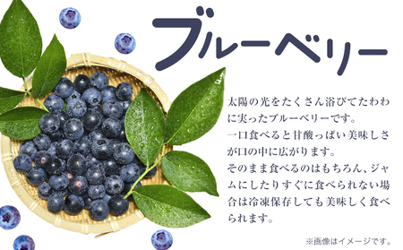 ブルーベリー 約 500g 《6月上旬-8月下旬頃出荷》 Blueberry garden IKEDA 千葉県 流山市 果物 フルーツ 青果物 くだもの ベリー