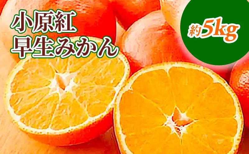 みかん 小原紅早生 柑橘 果物 香川県産 みかん【約5kg】