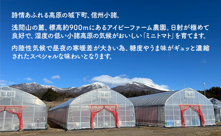 スイートフルージュ 約2kg アイビーファーム ミニトマト 長野 信州 小諸 産地直送