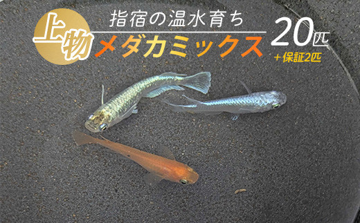 【10営業日以内に発送】【温水育ち】上物メダカミックス20匹(otofarm/IB148-001) ※北海道・沖縄・離島配送不可※ メダカ 生体 ミックス 成魚 飼育 ペット 生き物 魚 初心者 観賞魚 水槽 アクアリウム