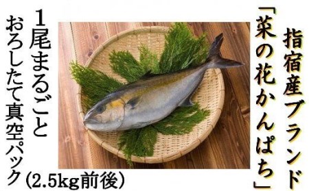 新鮮魚お届け 指宿産 菜の花 かんぱち 1尾 指宿山川水産 IB035-001 魚