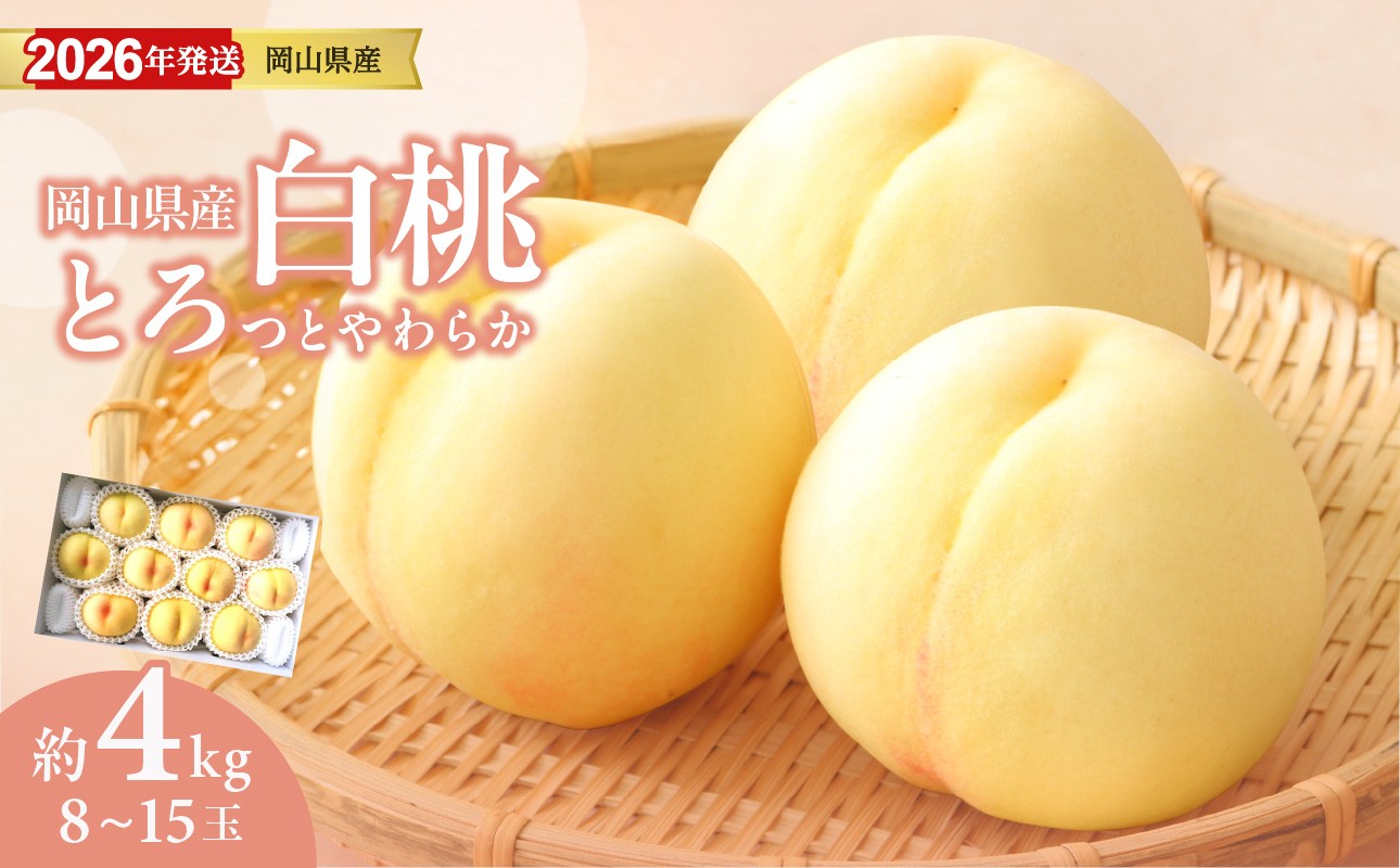 
            【2026年発送分 先行受付スタート！】岡山県産 白桃 約4kg（8～15玉）（令和8年7月以降発送）【 白桃 フルーツ 果物 くだもの もも 桃 モモ 岡山県産 】hz-m
          