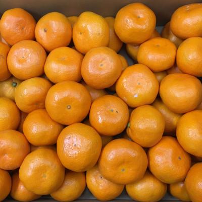 ふるさと納税 高松市 【発送月固定定期便】高松市自慢のフルーツ【B】全3回 |  | 03