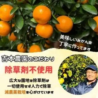 【先行予約】【発送期間:2027年2月～なくなり次第終了】【贈答用】甘平 約1.5g みかん みかん