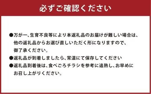 赤玉レノンスター  2玉 【2026年11月上旬から12月上旬発送予定】  メロン フルーツ くだもの 果物 熊本県産 国産