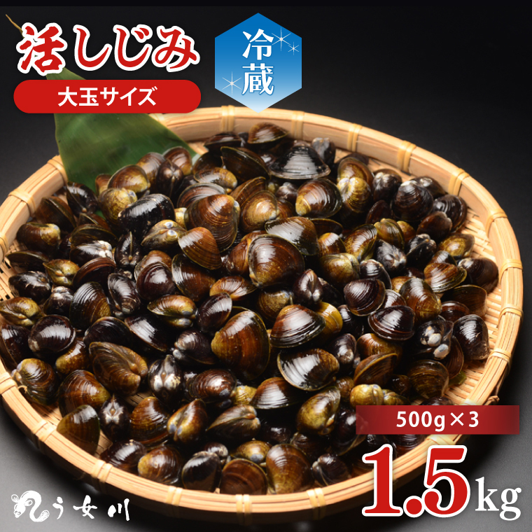 活しじみ 特選 大玉 1.5kg（500ｇ×3） 涸沼川 う女川【シジミ オルニチン ミネラル ビタミンB12 出汁 肝臓 味噌汁 スープ 茨城県 水戸市】（IX-106）
