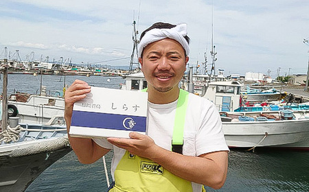 日間賀島 しらす 1kg 【シラス】