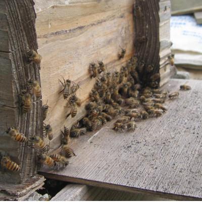 ふるさと納税 木津川市 <京都府産>希少和蜜 日本ミツバチの純粋『百花はちみつ(和蜜)』160g×2個 |  | 02