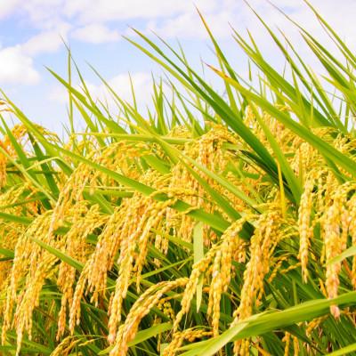 ふるさと納税 伊是名村 【数量限定】尚円の里 伊是名産ひとめぼれ精米 3kg×2袋 |  | 02