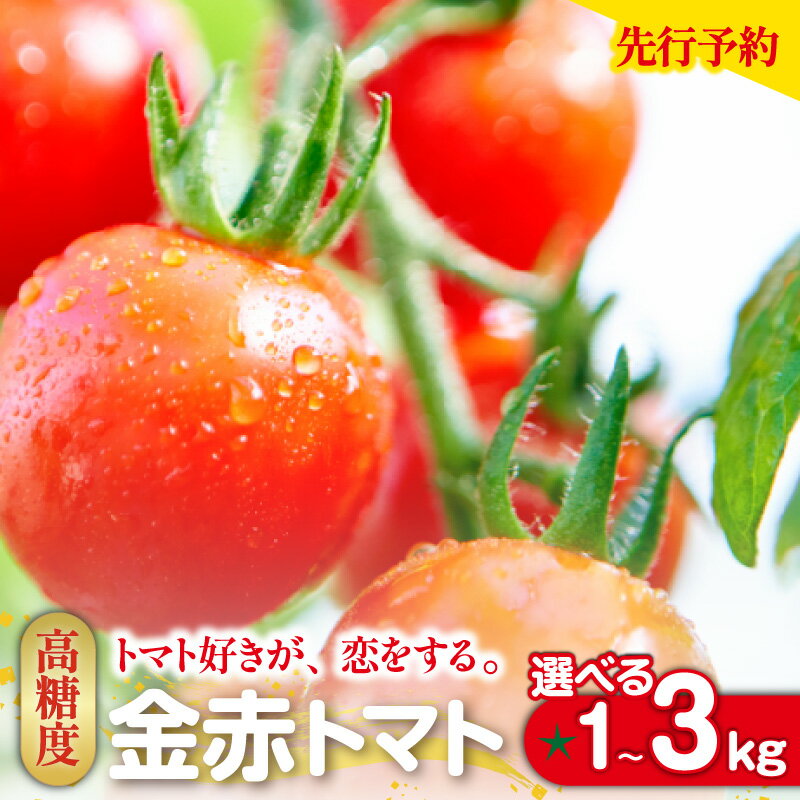 【ふるさと納税】【先行予約】トマト好きが、恋をする。金赤トマトミニ【選べる内容量 1kg・2kg・3kg】野菜 新鮮野菜 ミニトマト 味が濃い 高糖度 甘い 予約 トマト プチトマト【12月から順次発送】送料無料
