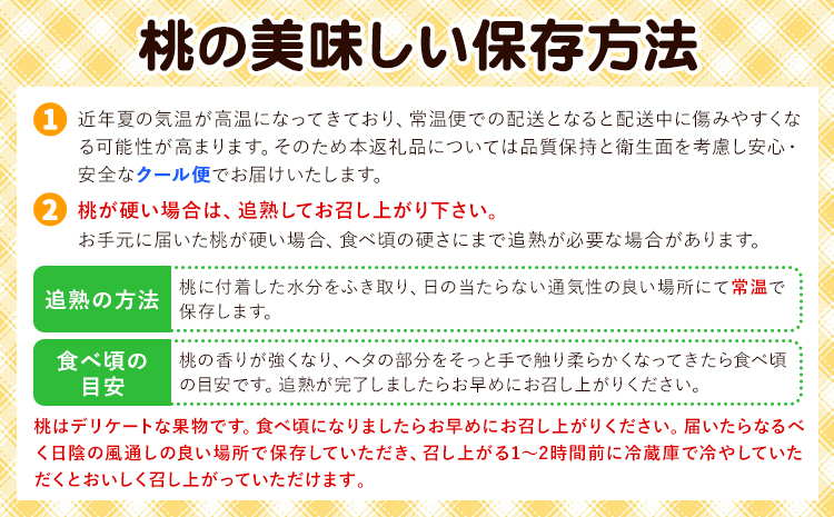 【先行予約】岡山の白桃2回コース 6玉 (1.6kg以上) 株式会社山博 (中本青果)《1回目：2025年7月上旬から7月中旬頃出荷 2回目：2025年7月下旬から8月上旬頃出荷》岡山県 浅口市 桃 