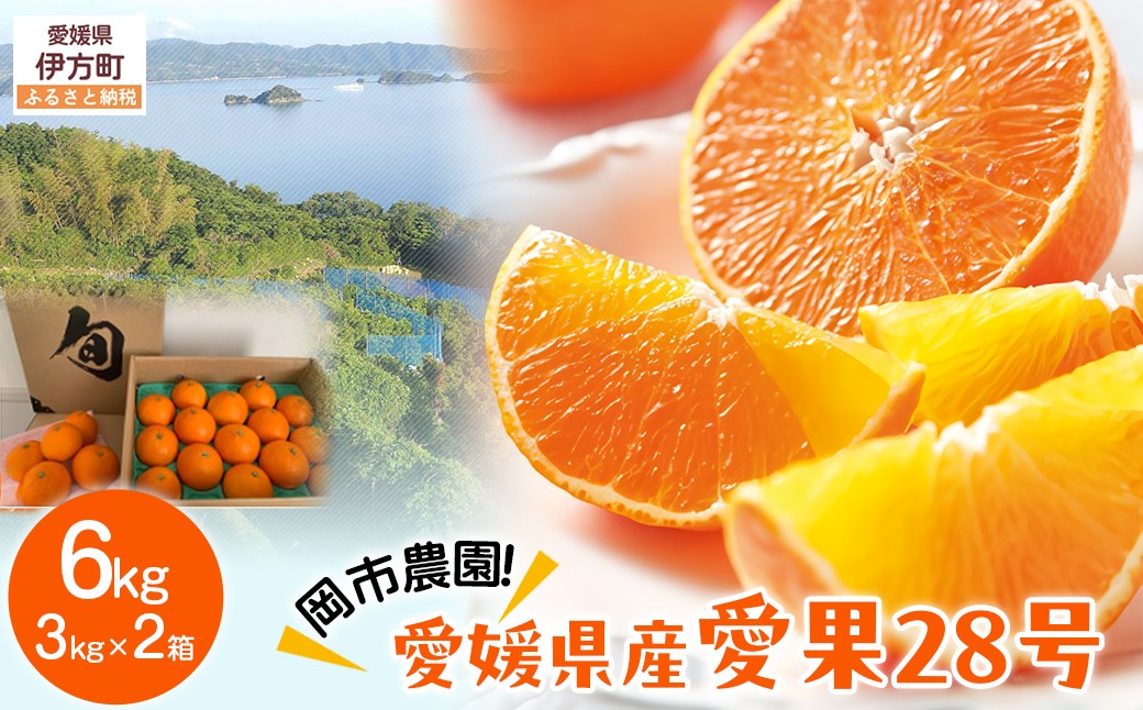
                  【先行予約】【数量限定】＼農園直送／愛媛県産 愛果28号 3kg×2箱（2026年12月中旬より順次発送）  【ふるさと納税 人気 おすすめ ランキング 柑橘 みかん ミカン 蜜柑 愛果28号 紅 まどんな と同品種 果物 フルーツ 岡市農園 愛媛県産 愛媛県 伊方町 送料無料】 IKTV006 
                