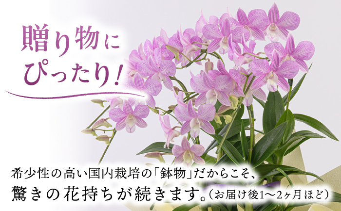 【 30セット 限定 】 デンファレ （ 洋蘭 ） 5本 立ち糸島市 / 和饗エコファーム株式会社 蘭 洋蘭 デンファレ 花 インテリア お祝い 贈り物 [AVI003]