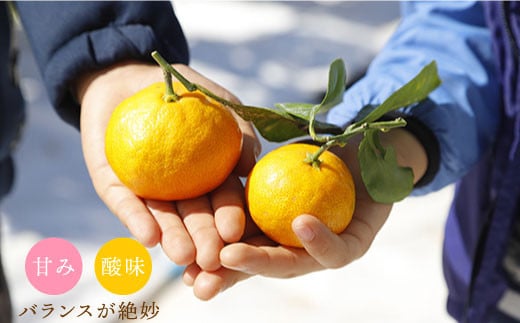 【11下旬より配送開始☆優品】原口みかん 約4kg（傷み保証分200g含む）＜川添みかん園＞ [CCT001] みかん