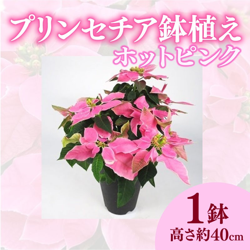 
            【先行予約】 花 プリンセチア 鉢植え ピンク 系 5号 冬 季節 ポインセチア ガーデン ガーデニング 庭 贈答 プレゼント ギフト 植物 2025年11月中旬より発送開始 オンライン決済限定 [4565561]
          