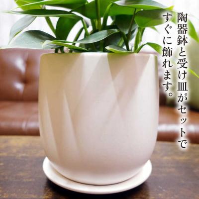 ふるさと納税 糸島市 シルバーリーフが美しい『フィロデンドロン・シルバーメタル』糸島市/cocoha[AWB029] |  | 02