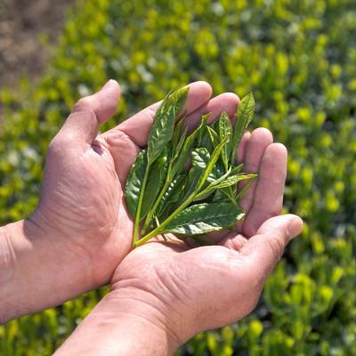 ふるさと納税 宇治田原町 宇治・水出し朝昼番茶ティーバッグ 10g×20個入×3袋 |  | 02