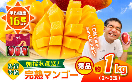 【2026年発送分 先行予約】秀品 菊池マンゴー 約1kg（2～3玉）L～3Lサイズ マンゴー[AYDF003]
