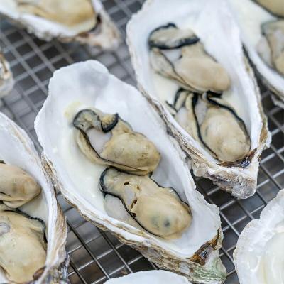 ふるさと納税 山田町 三陸山田産 山田湾 育ちの カキ グラタン (4個入り)  牡蠣 |  | 03