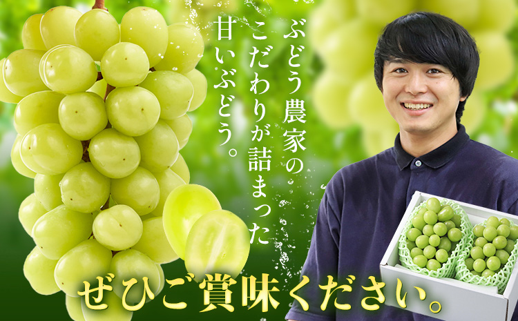 【2026年先行予約】ぶどう シャインマスカット ご家庭用 農家こだわりの シャインマスカット 2房  約1.2kg 《2026年9月中旬-10月下旬頃出荷(土日祝除く)》 Nini farm マスカ