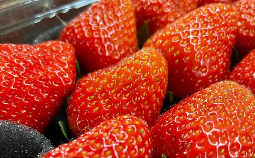 自然の循環の中で育ったいちごけんたろう 1箱4パック入り いちご 苺 イチゴ フルーツ くだもの デザート 国産 北海道 豊浦町 【2027年5月上旬～6月下旬頃まで発送予定】