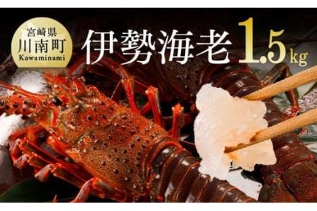 伊勢海老1.5kg（2～5尾） 【 魚介類 えび 伊勢えび イセエビ 伊勢海老 】