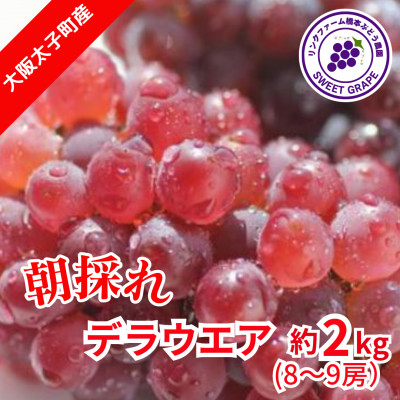 
2023年7月下旬より順次発送!　生産者朝採り直送　デラウエア　約2kg　【1400959】
