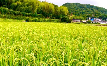 農家直送！【奈良農園】淡路島産キヌヒカリ 10kg