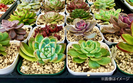 多肉植物 20品種20鉢セット 植物 セット 初心者 育てやすい 多肉植物 三次市/園芸王国パスタイム[APCJ002]