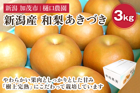 【2026年先行予約】和梨 あきづき 3kg（5～9玉）《9月中旬～順次出荷》 梨