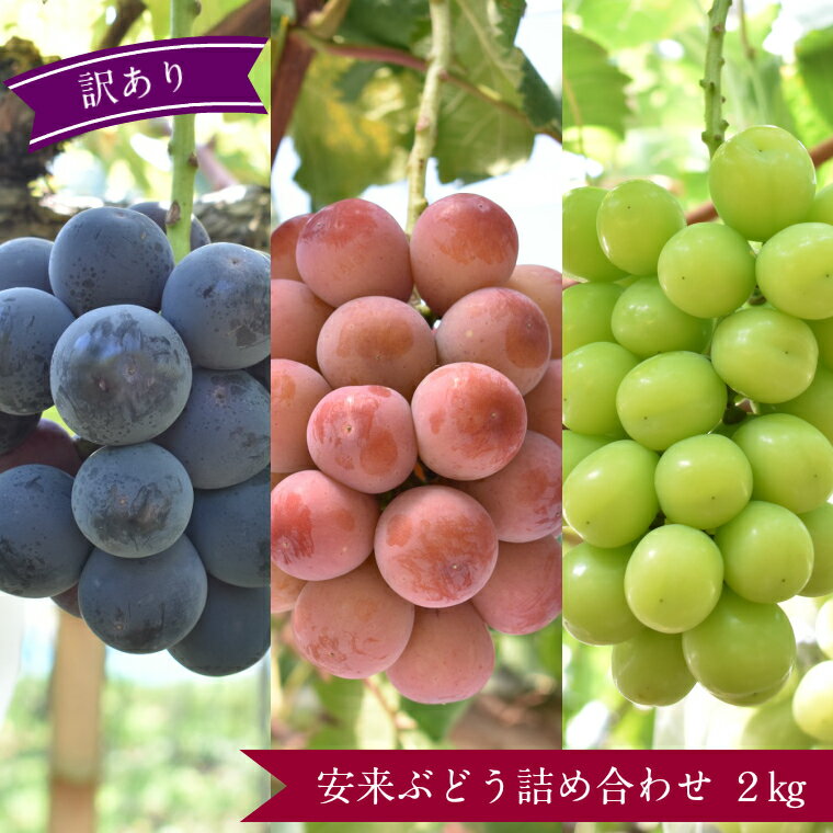 【ふるさと納税】＜訳あり＞ 安来ぶどう詰め合わせ 2kg ／【8月下旬～9月下旬発送】／ 3～4房 数量限定 期間限定 おまかせ 家庭用 先行 予約 ピオーネ 巨峰 クインニーナ 安芸クイーン シャインマスカット 瀬戸ジャイアンツ いずれかの種類 ランダム 島根県 安来市