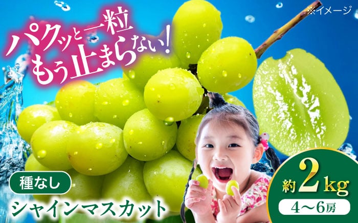 
            シャインマスカット 【先行予約】【2026年8月中旬から順次発送】シャインマスカット2kg（4から6房） ぶどう 葡萄 2kg 4房 5房 6房 2025年発送 先行予約 種なし 皮ごと食べられる 甘い 大粒 パリッと食感 ジューシー 旬 高級 人気 品種 ふじブドウ園 産地直送 愛媛県大洲市/有限会社ふじブドウ園 果物 くだもの フルーツ 葡萄 ぶどう マスカット [AGDB002]
          