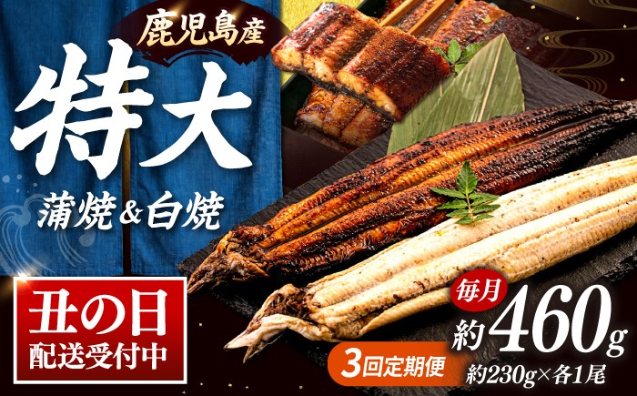 
                  全3回定期便 鹿児島産うなぎ2尾 蒲焼・白焼セット ▼うなぎ蒲焼 ウナギ 鰻 蒲焼 白焼 有頭  海鮮  定期便 桂川町/山水商事 [ADAH018]
                