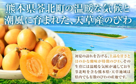 天草産 びわ 6パック 贈答用 高橋商店《5月中旬-6月中旬頃出荷》熊本県 苓北町 フルーツ 枇杷 柑橘 果物【配送不可地域あり】