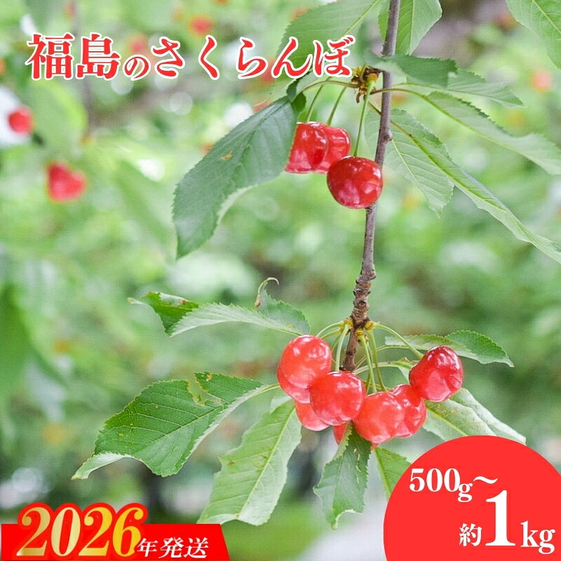 【ふるさと納税】さくらんぼ「佐藤錦」約500g 約1kg（バラ詰め）【2026年発送　先行予約】