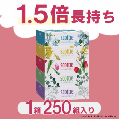 ふるさと納税 福知山市 【ボックスティッシュ】スコッティティシューフラワーボックス250組60箱(1ケース5箱×12パック) |  | 01
