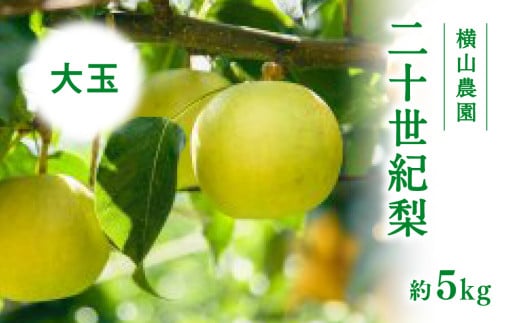 【先行予約】横山農園 大玉厳選 二十世紀梨 5kg(10～12玉) 梨 なし フルーツ 果物 くだもの 鳥取県 佐治 梨 なし ナシ