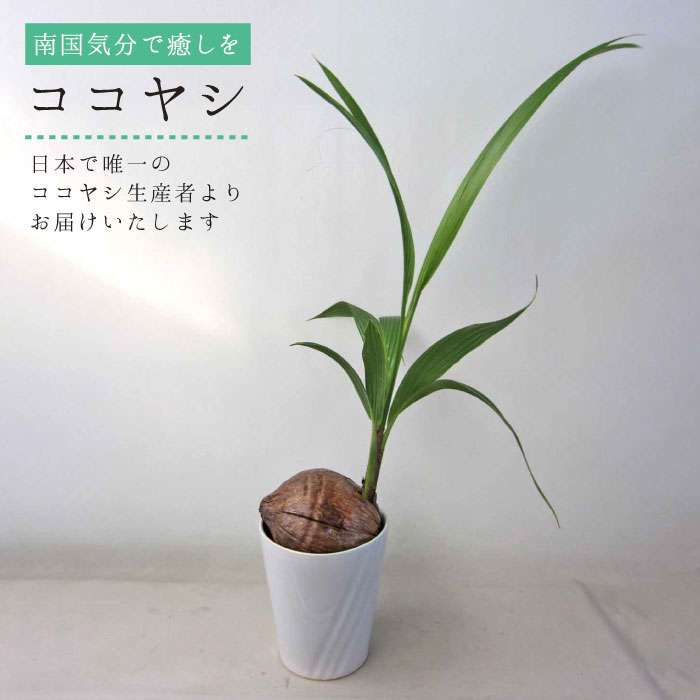 ココヤシ 観葉植物 糸島市 / はざま園芸 [AND004] 観葉植物 室内 室内用 自宅 ココヤシ インテリア 植物