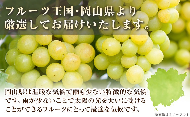 【9月発送】シャインマスカット 約2kg(3-5房)《2026年9月上旬-9月末頃出荷》岡山県 笠岡市 シャインマスカット 厳選 ぶどう ブドウ 葡萄 マスカット 果物 フルーツ ギフト---kasaoka_zsy_419_2000-9m---