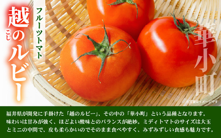 越のルビー (ミディトマト) 約1kg (25～35個程度) 2027年6月上旬以降発送 [A-19209]