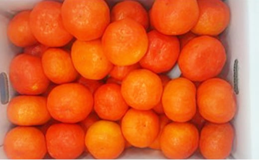 【先行予約】みかん 約5kg 紅みかん 柑橘 ミカン 蜜柑 オレンジ 果物 くだもの フルーツ 果実 家庭用 12月～ 順次発送 香川県 丸亀市