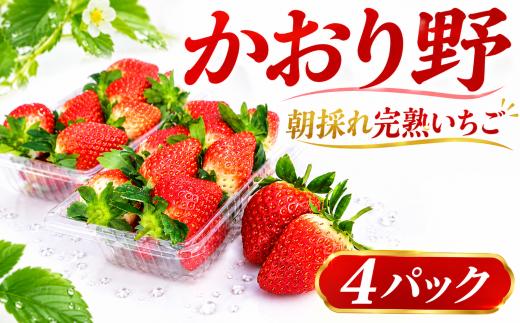 いちご かおり野 約 260g × 4パック 先行予約 【2027年1月より発送開始】 苺 イチゴ 果物 かおりの フルーツ くだもの デザート 野菜 完熟 朝採れ 新鮮 国産 茨城県 筑西市 関東