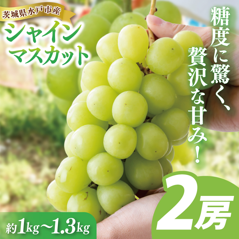 【9月中旬より順次発送】糖度に驚く、贅沢な甘み！水戸市産シャインマスカット ２房 約1kg～1.3kg【葡萄 ぶどう マスカット フルーツ 果物 くだもの  水戸市 茨城県 】(NL-1)